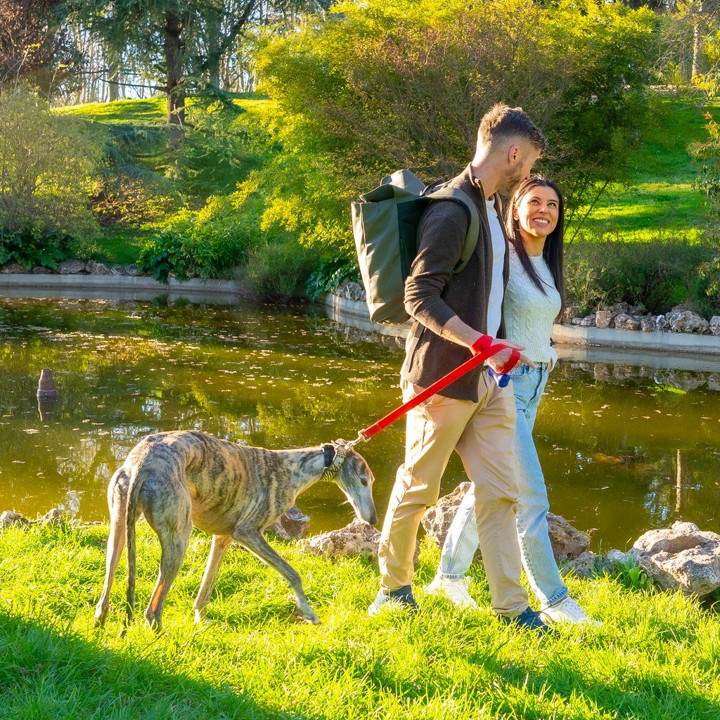 Pareja joven pasea a su galgo con una correa roja junto al estanque de un parque, corredores de seguros Madrid