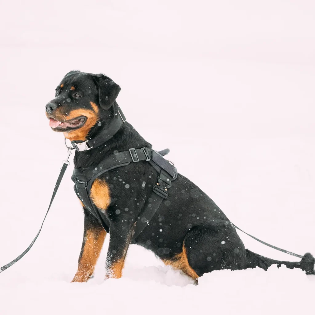 Cuánto cuesta un seguro de perro en Zaragoza: rottweiler adulto sentado de perfil en un campo nevado