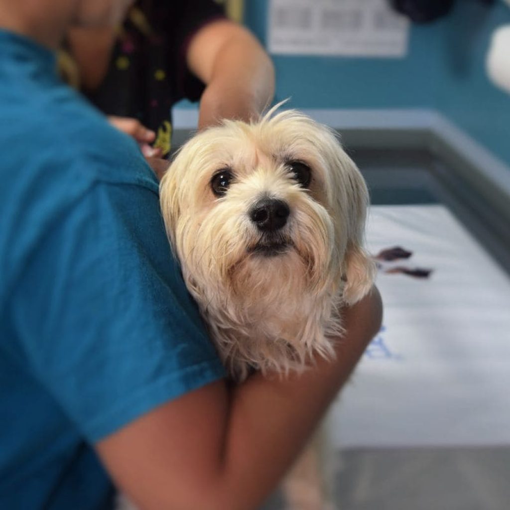 Persona con uniforme sujetando en brazos a un perro pequeño de pelo blanco en la clínica veterinaria, seguro de perros Teruel