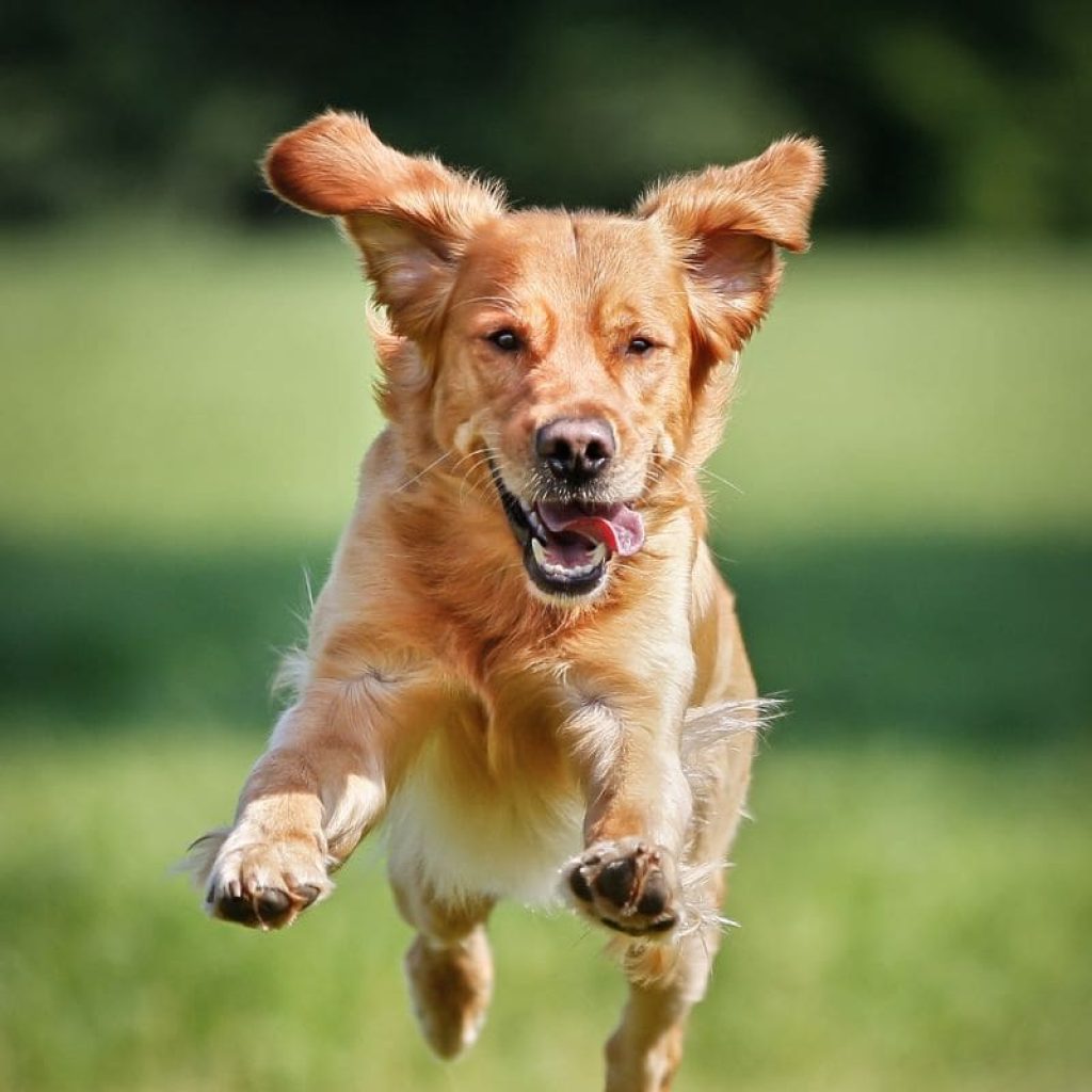 Perro de pelo dorado corriendo a saltos por el césped, seguro para perros Soria